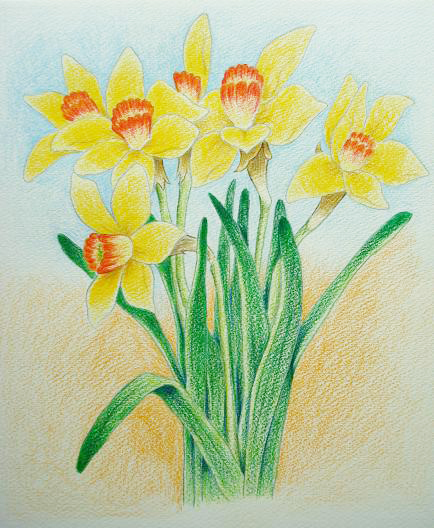 daffodils.JPG